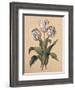Tulips II-Jill Deveraux-Framed Art Print