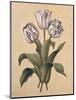 Tulips II-Jill Deveraux-Mounted Art Print