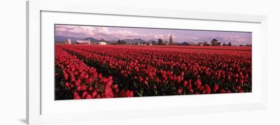 Tulips in a Field, Skagit Valley, Washington State, USA-null-Framed Photographic Print