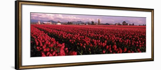 Tulips in a Field, Skagit Valley, Washington State, USA-null-Framed Photographic Print