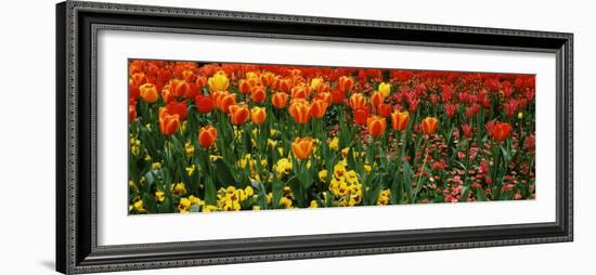 Tulips in a Field, St. James's Park, City of Westminster, London, England-null-Framed Photographic Print