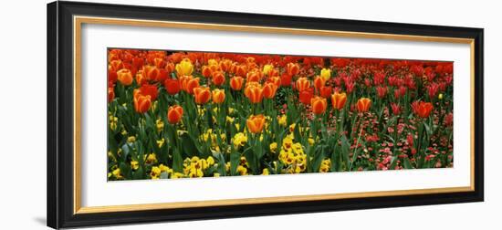 Tulips in a Field, St. James's Park, City of Westminster, London, England-null-Framed Photographic Print