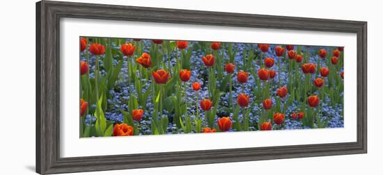 Tulips in a Garden, Butchart Gardens, Victoria, Vancouver Island, British Columbia, Canada-null-Framed Photographic Print