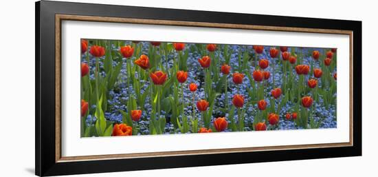 Tulips in a Garden, Butchart Gardens, Victoria, Vancouver Island, British Columbia, Canada-null-Framed Photographic Print