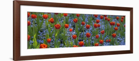 Tulips in a Garden, Butchart Gardens, Victoria, Vancouver Island, British Columbia, Canada-null-Framed Photographic Print