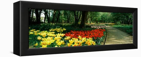 Tulips in a Garden, Springfields Garden, Lincolnshire, England-null-Framed Premier Image Canvas