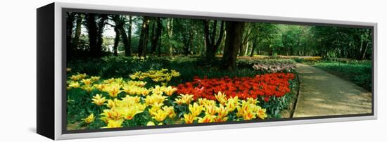 Tulips in a Garden, Springfields Garden, Lincolnshire, England-null-Framed Premier Image Canvas