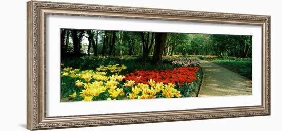 Tulips in a Garden, Springfields Garden, Lincolnshire, England-null-Framed Photographic Print