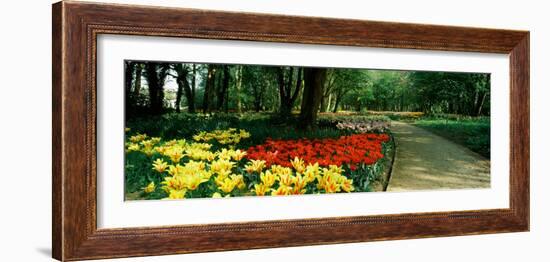 Tulips in a Garden, Springfields Garden, Lincolnshire, England-null-Framed Photographic Print