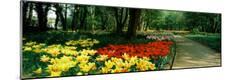 Photographic Print