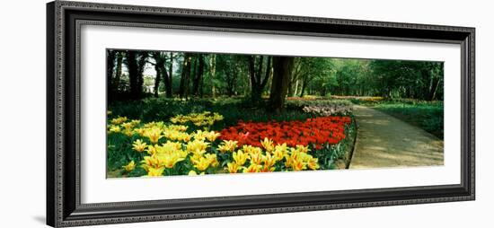 Tulips in a Garden, Springfields Garden, Lincolnshire, England-null-Framed Photographic Print