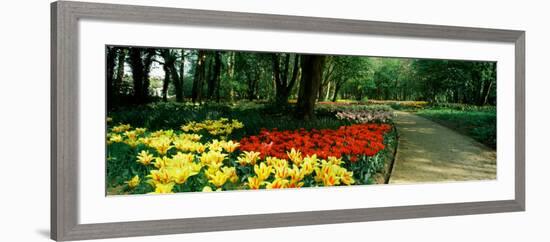 Tulips in a Garden, Springfields Garden, Lincolnshire, England-null-Framed Photographic Print