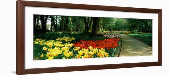 Tulips in a Garden, Springfields Garden, Lincolnshire, England-null-Framed Photographic Print