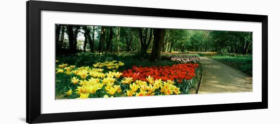 Tulips in a Garden, Springfields Garden, Lincolnshire, England-null-Framed Photographic Print