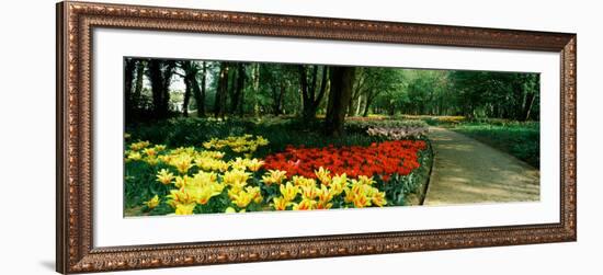 Tulips in a Garden, Springfields Garden, Lincolnshire, England-null-Framed Photographic Print