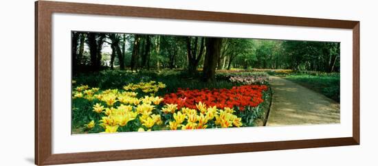 Tulips in a Garden, Springfields Garden, Lincolnshire, England-null-Framed Photographic Print