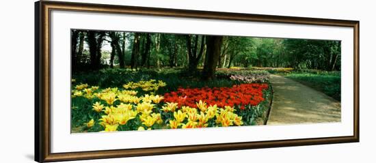 Tulips in a Garden, Springfields Garden, Lincolnshire, England-null-Framed Photographic Print