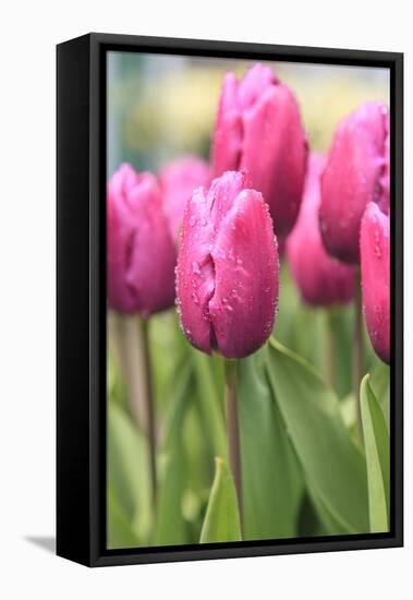 Tulips in a garden, Victoria, British Columbia, Canada-Stuart Westmorland-Framed Premier Image Canvas