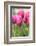 Tulips in a garden, Victoria, British Columbia, Canada-Stuart Westmorland-Framed Photographic Print