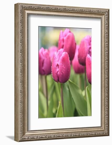 Tulips in a garden, Victoria, British Columbia, Canada-Stuart Westmorland-Framed Photographic Print