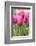 Tulips in a garden, Victoria, British Columbia, Canada-Stuart Westmorland-Framed Photographic Print