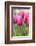 Tulips in a garden, Victoria, British Columbia, Canada-Stuart Westmorland-Framed Photographic Print