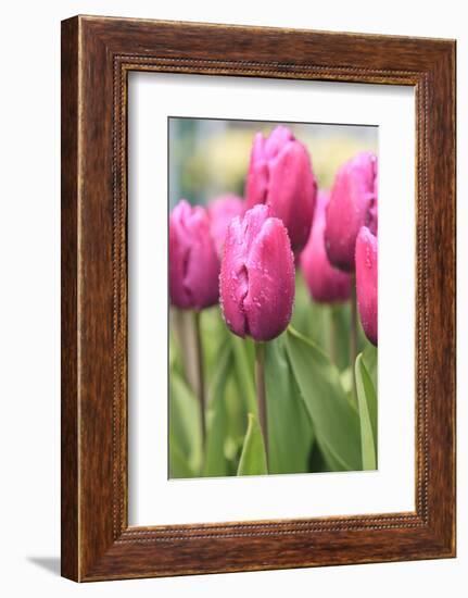 Tulips in a garden, Victoria, British Columbia, Canada-Stuart Westmorland-Framed Photographic Print