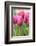 Tulips in a garden, Victoria, British Columbia, Canada-Stuart Westmorland-Framed Photographic Print