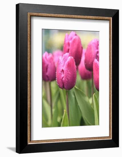 Tulips in a garden, Victoria, British Columbia, Canada-Stuart Westmorland-Framed Photographic Print