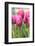 Tulips in a garden, Victoria, British Columbia, Canada-Stuart Westmorland-Framed Photographic Print