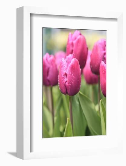 Tulips in a garden, Victoria, British Columbia, Canada-Stuart Westmorland-Framed Photographic Print