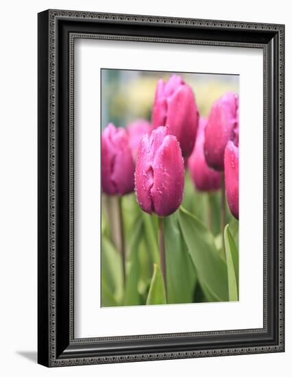 Tulips in a garden, Victoria, British Columbia, Canada-Stuart Westmorland-Framed Photographic Print