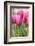 Tulips in a garden, Victoria, British Columbia, Canada-Stuart Westmorland-Framed Photographic Print