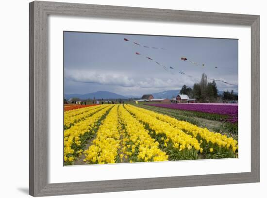 Tulips in Bloom, Annual Skagit Valley Tulip Festival, Mt Vernon, Washington, USA-Merrill Images-Framed Photographic Print