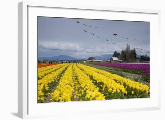 Tulips in Bloom, Annual Skagit Valley Tulip Festival, Mt Vernon, Washington, USA-Merrill Images-Framed Photographic Print