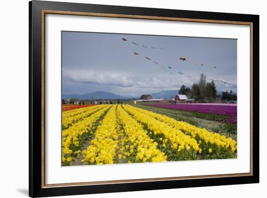Tulips in Bloom, Annual Skagit Valley Tulip Festival, Mt Vernon, Washington, USA-Merrill Images-Framed Photographic Print