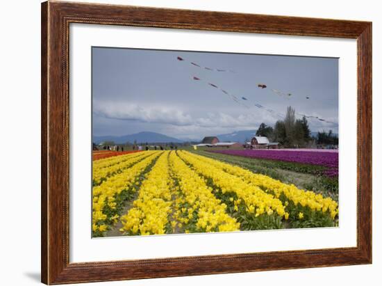 Tulips in Bloom, Annual Skagit Valley Tulip Festival, Mt Vernon, Washington, USA-Merrill Images-Framed Photographic Print