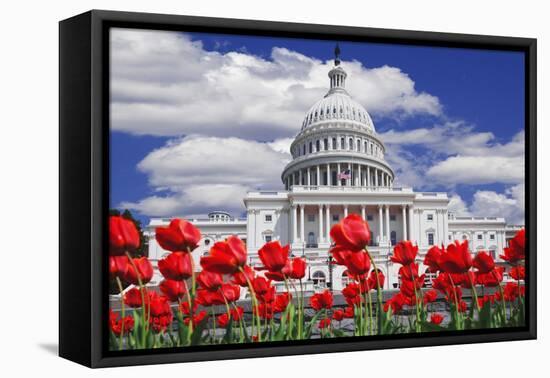 Tulips in Bloom in Front of the Capitol Building, Washington DC, USA-Jaynes Gallery-Framed Premier Image Canvas