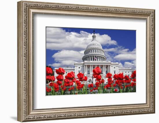 Tulips in Bloom in Front of the Capitol Building, Washington DC, USA-Jaynes Gallery-Framed Photographic Print