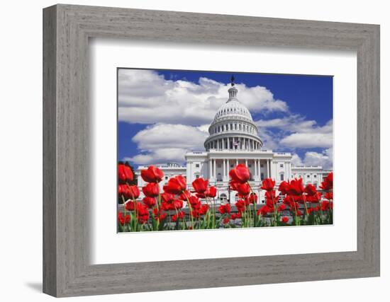 Tulips in Bloom in Front of the Capitol Building, Washington DC, USA-Jaynes Gallery-Framed Photographic Print