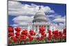 Tulips in Bloom in Front of the Capitol Building, Washington DC, USA-Jaynes Gallery-Mounted Photographic Print
