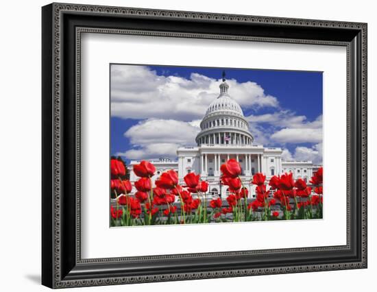 Tulips in Bloom in Front of the Capitol Building, Washington DC, USA-Jaynes Gallery-Framed Photographic Print