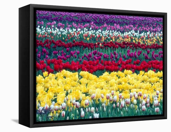 Tulips in Display Field, Washington, USA-William Sutton-Framed Premier Image Canvas