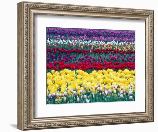 Tulips in Display Field, Washington, USA-William Sutton-Framed Photographic Print