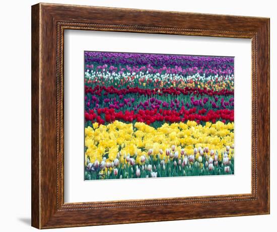 Tulips in Display Field, Washington, USA-William Sutton-Framed Photographic Print
