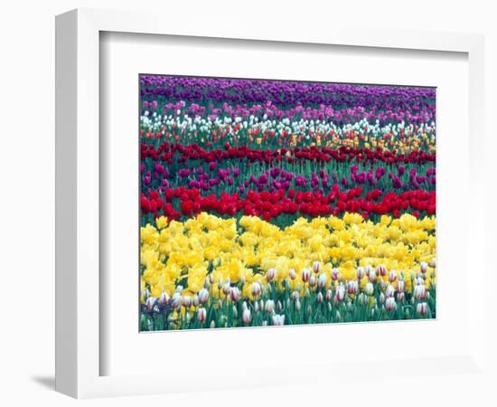 Tulips in Display Field, Washington, USA-William Sutton-Framed Photographic Print