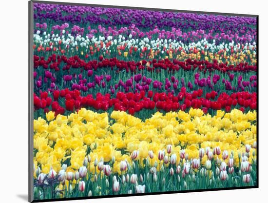 Tulips in Display Field, Washington, USA-William Sutton-Mounted Photographic Print