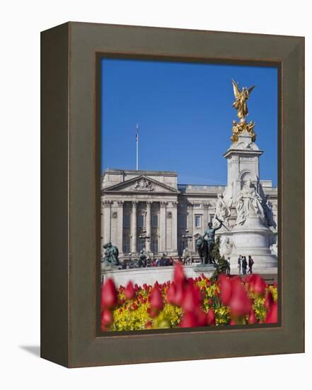 Tulips in Front of Buckingham Palace and Victoria Memorial, London, England, United Kingdom, Europe-Jane Sweeney-Framed Premier Image Canvas