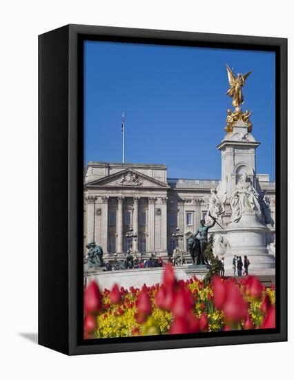 Tulips in Front of Buckingham Palace and Victoria Memorial, London, England, United Kingdom, Europe-Jane Sweeney-Framed Premier Image Canvas