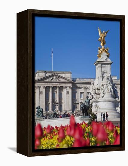 Tulips in Front of Buckingham Palace and Victoria Memorial, London, England, United Kingdom, Europe-Jane Sweeney-Framed Premier Image Canvas